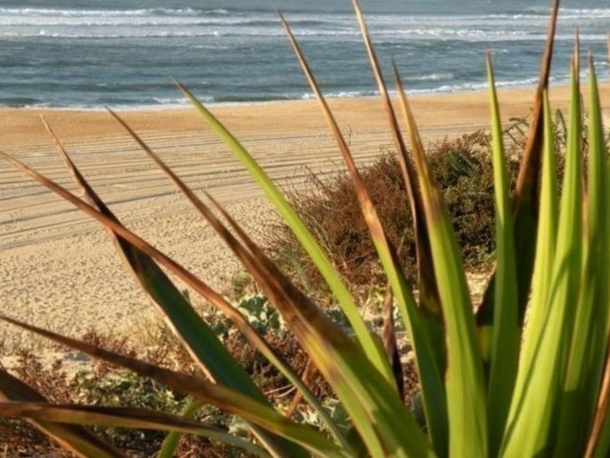 Appartement Renove Avec Balcon, Proche Plage Et Marche - 4 Pers, Calme & Confort A Seignosse - Fr-1-239-460 外观 照片